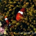 anemonefish_spinecheek_mid_h_0705_png1327.jpg